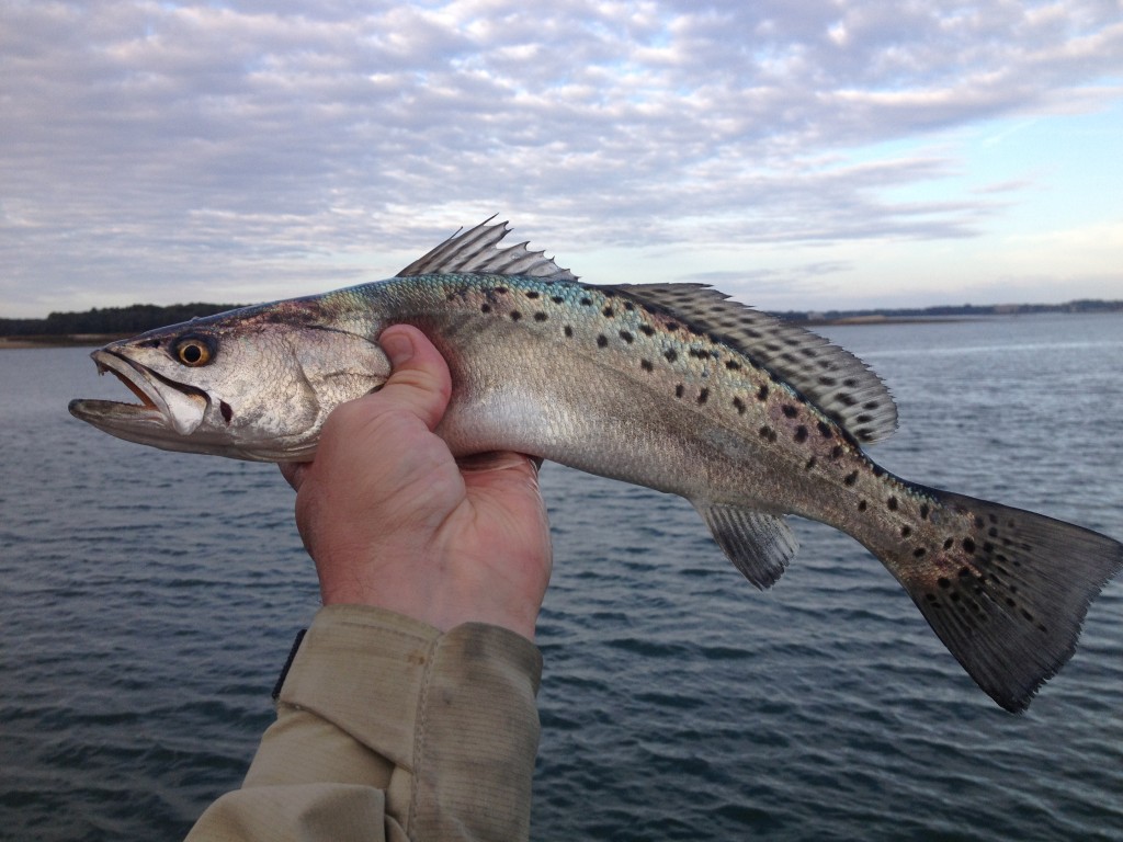 Hilton Head Sea Trout